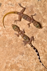 Asaccus gallagheri