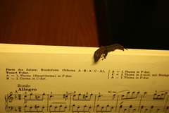 Lygodactylus picturatus