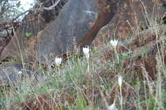 Crocus boryi