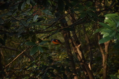 Pericrocotus solaris