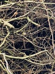 Regulus ignicapilla ignicapilla