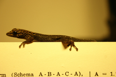 Lygodactylus picturatus