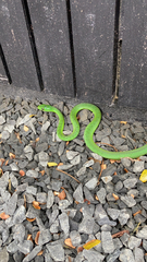 Philothamnus natalensis