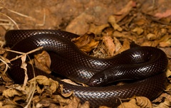 Atractaspis andersonii