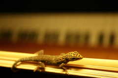Lygodactylus picturatus