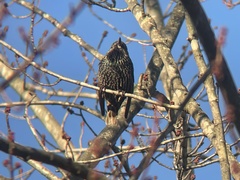 Sturnus vulgaris