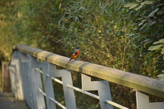 Pericrocotus solaris