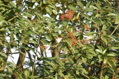 Hemixos castanonotus