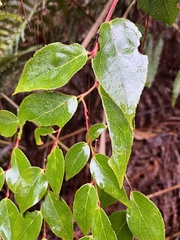 Gaultheria leucocarpa