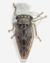 Populicerus