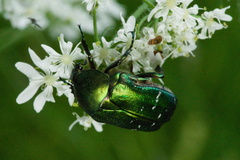 Cetonia aurata
