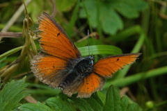 Lycaena hippothoe