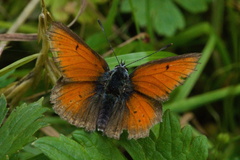 Lycaena hippothoe