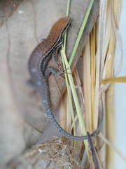 Eutropis macularia