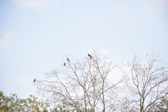 Streptopelia orientalis