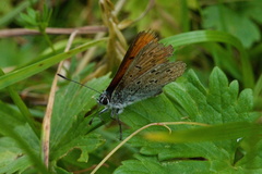 Lycaena hippothoe