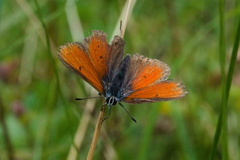 Lycaena hippothoe