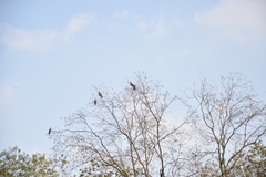 Streptopelia orientalis