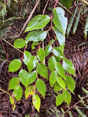 Gaultheria leucocarpa