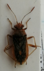 Rhopalus parumpunctatus
