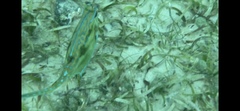 Acanthostracion quadricornis
