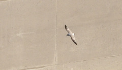 Leucophaeus pipixcan