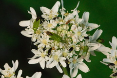 Calocoris affinis