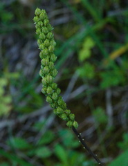Tofieldia calyculata