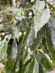 Quercus stenophylloides