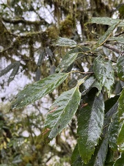 Quercus stenophylloides