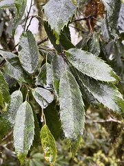 Quercus stenophylloides