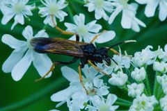 Tenthredo crassa