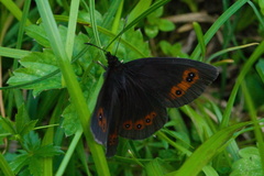 Erebia