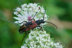 Anastrangalia dubia