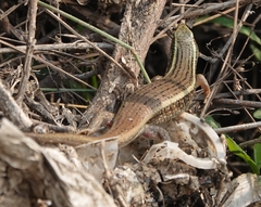 Eutropis carinata