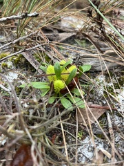 Polygala nana