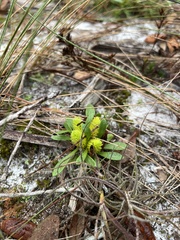 Polygala nana