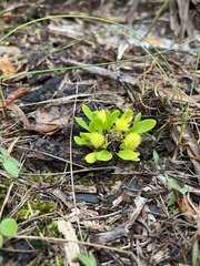 Polygala nana