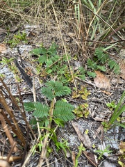 Tribulus cistoides