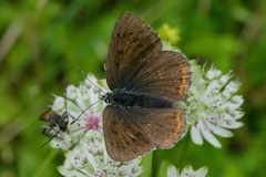 Lycaena hippothoe