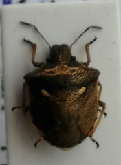 Eysarcoris aeneus