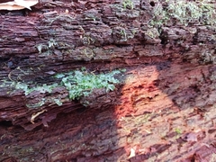 Pallavicinia lyellii