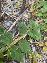 Tribulus cistoides