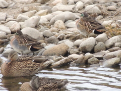 Sibirionetta formosa