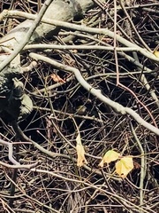 Regulus ignicapilla ignicapilla