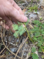 Tribulus cistoides