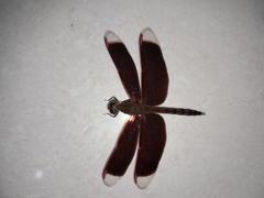 Neurothemis terminata