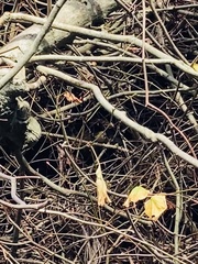 Regulus ignicapilla ignicapilla