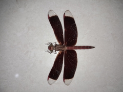 Neurothemis terminata