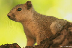 Callosciurus pygerythrus